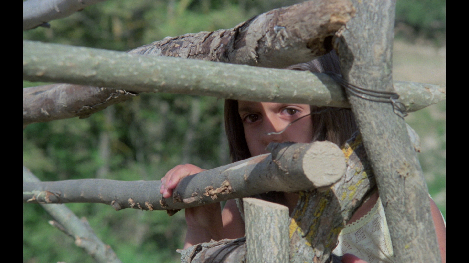 A Dog Called Vengeance